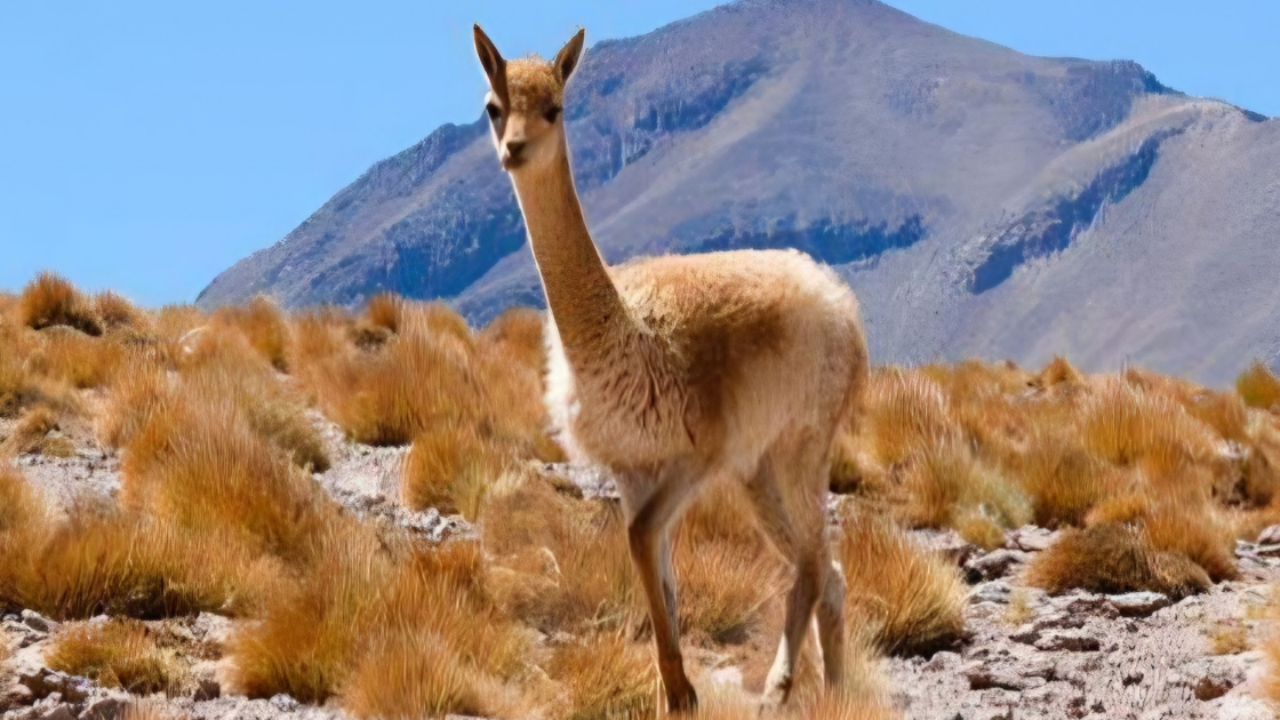 Alarma en la Puna jujeña: hallan 12 vicuñas masacradas por cazadores furtivos en Ciénaga de Paicone